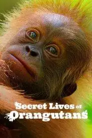 Secret Lives of Orangutans (2024) Hindi Dubbed Netflix